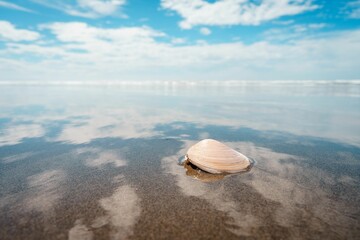 Closeup shot of a seashell on the beach in Christchurch, New Zealand in daylight