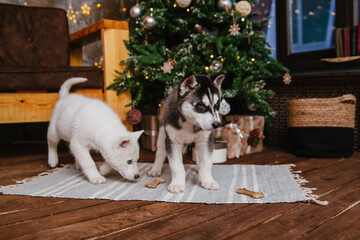 Two husky puppies are sitting on the carpet near the Christmas tree. Gnawing a bone at home.