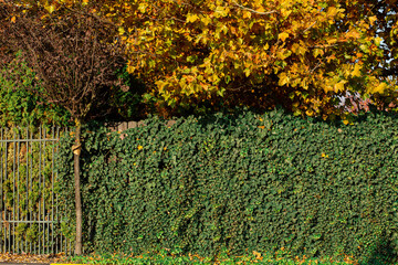 green ivy decorates the hedge against the backdrop of an autumn maple