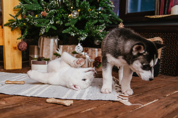 Fototapeta na wymiar Two husky puppies are sitting on the carpet near the Christmas tree. Gnawing a bone at home.