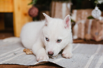Albino husky with different colored eyes. The puppy lies on the carpet at home.