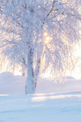 the sun's rays through the branches of a tree covered with hoarfrost, frosty winter day.