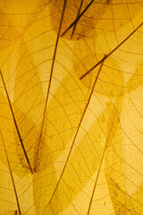 Leaf abstract background, Tropical leaves wall art design with space for your text.
