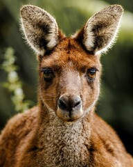 Vertical portrait of a cute roe deer