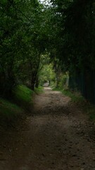 Fototapeta na wymiar Vertical shot of a pathway through a green forest