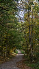 Fototapeta na wymiar Vertical shot of a pathway through a green forest