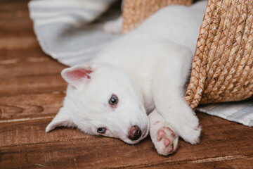 Albino husky with different colored eyes. The puppy lies on the carpet at home.