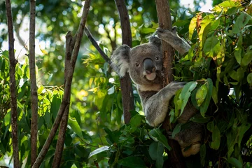 Fotobehang koala in a tree © neel
