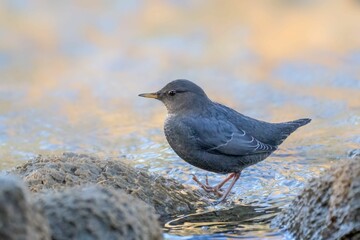 Close-up American dipper (Cinclus mexicanus) in a creek looking aside