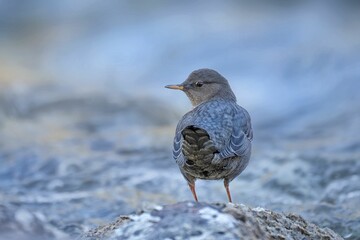 Close-up American dipper (Cinclus mexicanus) in a creek looking aside