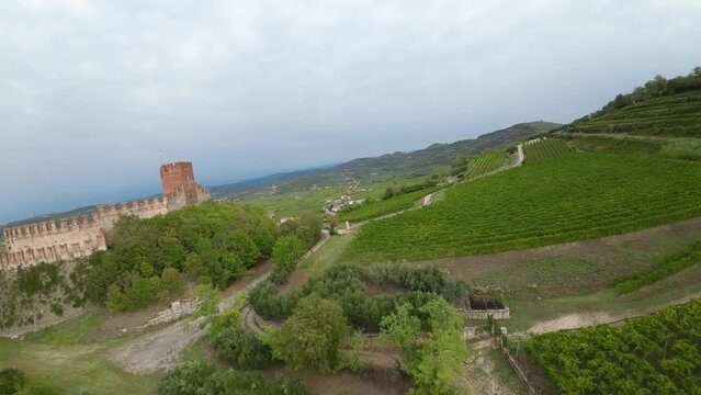 Flight with FPV drone, over the vineyards of the Soave area, you can see the vineyards with the bunches of grapes ready for the harvest. The drone makes low-altitude passages between the vines and oth