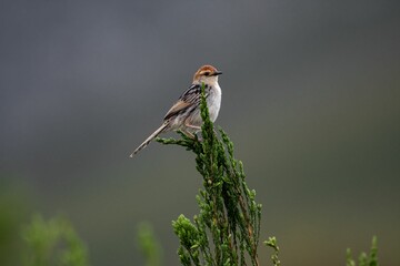Close-up of a Levaillant's cisticola (Cisticola tinniens) sitting on a tree in a forest