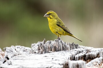 Close-up of a yellow canary (Crithagra flaviventris) sitting on a tree in a forest