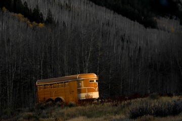 Yellow bus in front of a pine tree forest in the evening