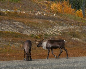 Scenic shot of two Boreal woodland caribous with white necks and brown bodies on the road
