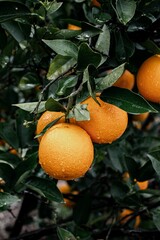 Vertical of wet oranges on the thick tree