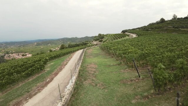 Flight with FPV drone, over the vineyards of the Soave area, you can see the vineyards with the bunches of grapes ready for the harvest. The drone makes low-altitude passages between the vines and oth