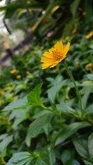 Yellow flower