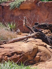 Adorable Meerkat looking back while standing on the top of driftwood in the desert