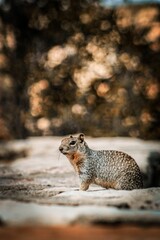 Naklejka na ściany i meble Vertical shallow focus shot of adorable Rock squirrel at the Grand Canyon