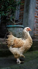 Vertical shot of a white brown patchy hen in a garden