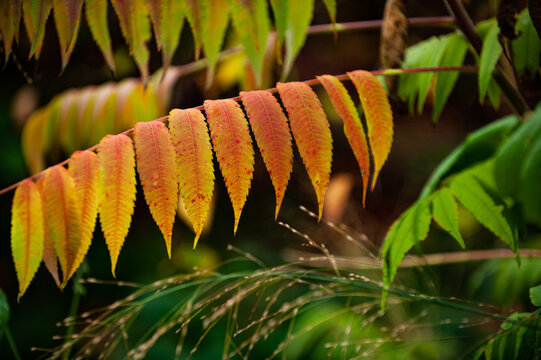 Buntgefärbte Blätter des Essigbaum Rhus typhina
