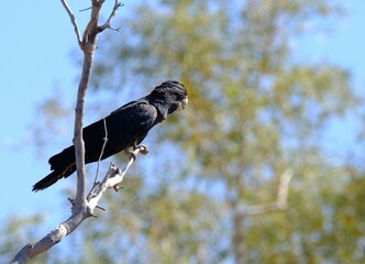 Selective focus shot of a black cockatoo bird perched on a tree branch