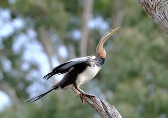 Selective focus shot of an anhinga bird perched on a tree branch