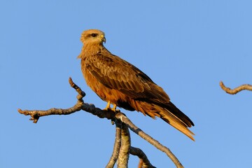 Black kite bird perched on a tree branch against a blue sky background