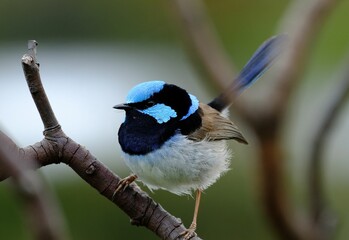 Selective focus shot of a superb fairywren bird perched on a tree branch
