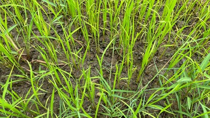 Rice farming and Regenerative Rice Farming in Thailand