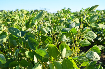Young green unripe soybean pods, close up. Soybean grows in the field.  
