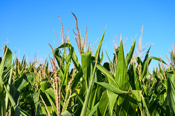 Fototapeta premium Field of corn at sunset. Organic Maize field at sunny summer day. 