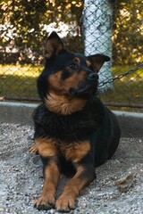 Beauceron dog laying on the ground tied with a chain to grid metal fence at the park