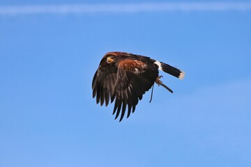 Harris's hawk flying against a blue sky