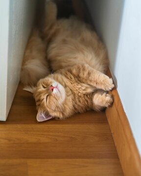Beautiful Munchkin cat sleeping on the wooden floor behind the door