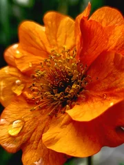 Fotobehang Vertical closeup of a majestic Geum Prinses Juliana with droplets of water on the petals © Void7/Wirestock Creators