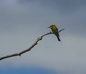 Rainbow bee-eater bird perched on a tree branch against a cloudy sky.
