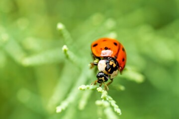 Closeup of a ladybug on a plant.