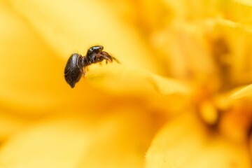 Closeup of a sibianor spider on a yellow flower.