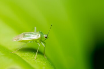 Closeup of an orthotylus insect on a green leaf.