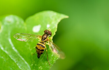 Closeup of an Eastern calligrapher insect on a green plant.