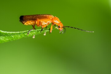 Closeup of a rhagonycha fulva insect on a green leaf.