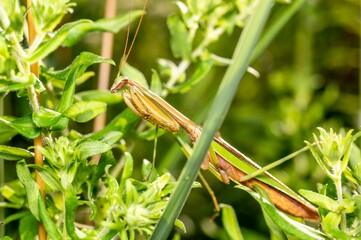 Closeup of a tenodera aridifolia insect in nature.