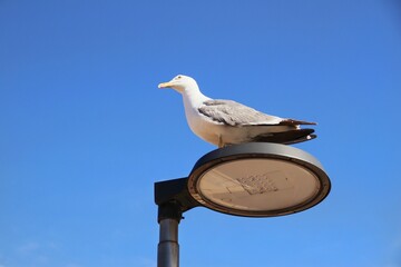 Fototapeta premium Closeup shot of a seagull on the top of a lamppost on Luanco beach, Spain