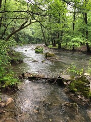 Obraz premium Vertical shot of a river flowing in a forest surrounded by lush green nature in daylight