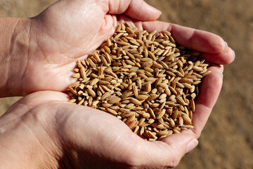 Closeup of hands holding rice grain. Industrial agriculture and farming. Tagus Estuary Natural Reserve. Native Rice of Portugal. 
