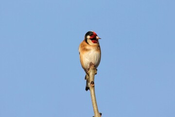 Closeup shot of a goldfinch on the branch of a tree
