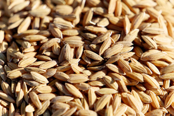 Closeup of rice crop and rice grain. Industrial agriculture and farming. Tagus Estuary Natural Reserve. Native Rice of Portugal. 
