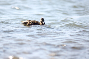wild duck swimming in the pond. Image contains copy space